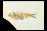 Fossil Fish (Knightia) - Wyoming #143465-1